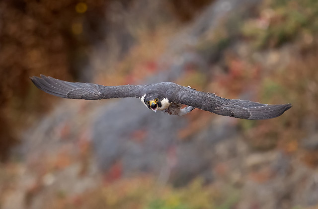 Peregrine falcon (female)