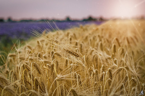 field sunset campo grano wheat corn frumento nature outdoor colors purple golden