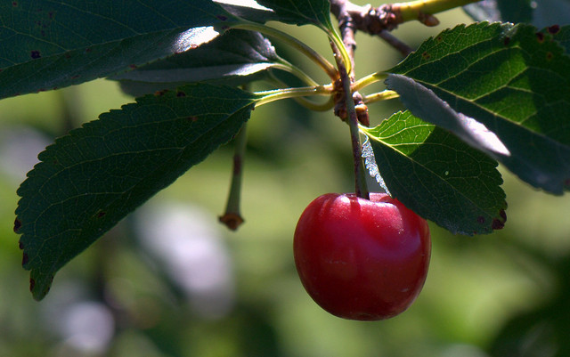 Cherry - Ciliegia (Prunus avium)