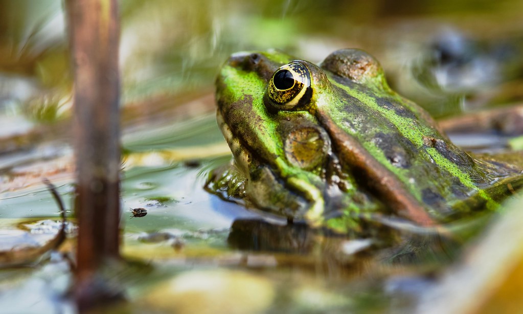 Eurasian Marsh Frog
