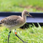 WE_GT_EOS 7D Mark II_06_19_0760_WO