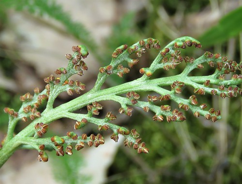 Ketonoidanlukko itiöi | Common moonwort (Botrychium lunaria) covered by spore dust | by Henna K.