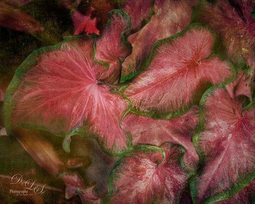Image of Pink Coleus Leaves from the Harry P. Leu Gardens in Orlando, Florida.
