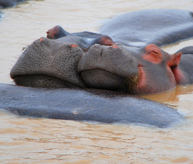 HIPPOS IN THE WILD:  RICHARD'S BAY,  SOUTH AFRICA.  THERE ARE 3 HIPPOS, BULL SHARKS AND CROCS HERE.  RICHARD'S BAY AREA.