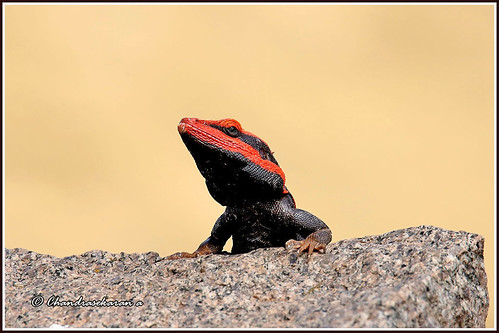 peninsular rock agama lizard reptiles yelagiri nature tamilnadu india canon60d tamronsp150600mmg2 rockagama