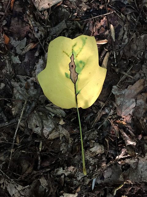 Tulip Tree Leafminer Damage