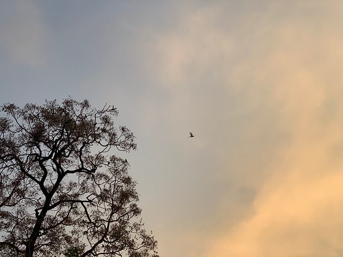 City Nature - Homeward-Bound Birds, Central Delhi