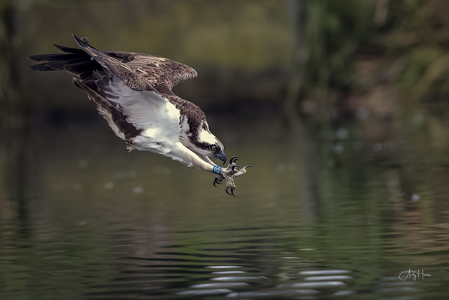 Osprey dive