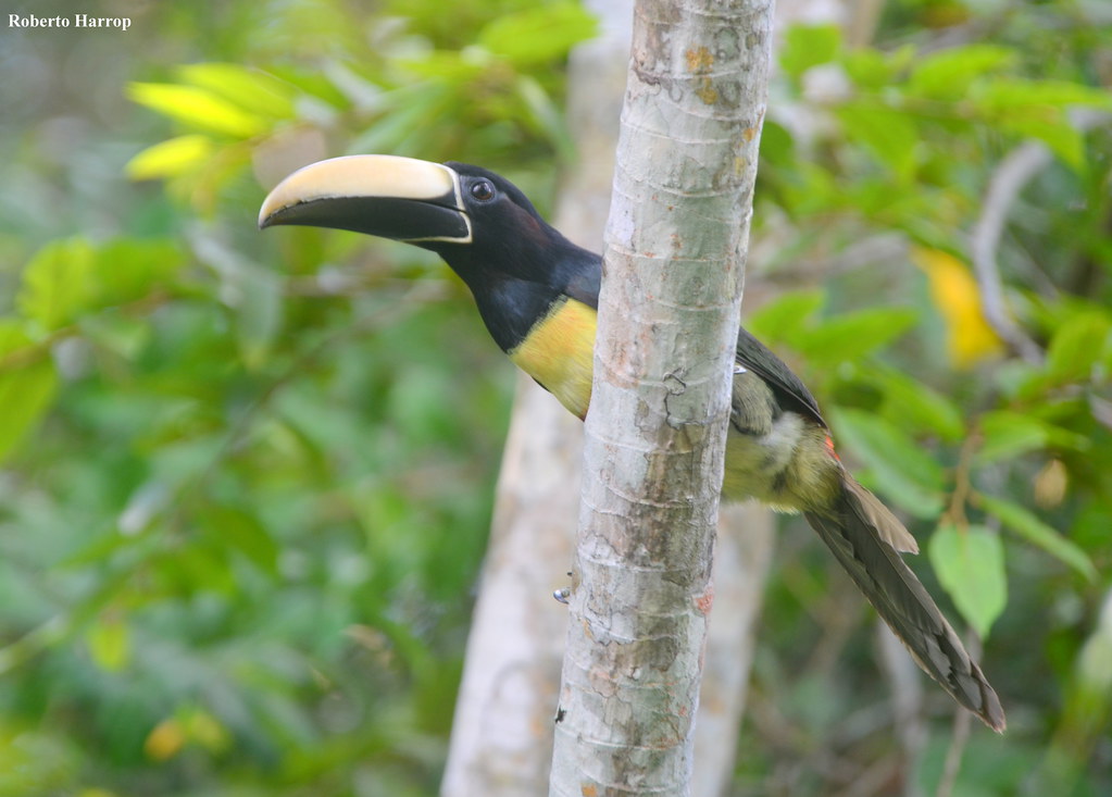 araçari-de-bico-branco (Pteroglossus aracari) - Black-necked Aracari - 2019-06-27