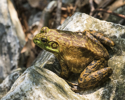 photo of an American Bullfrog