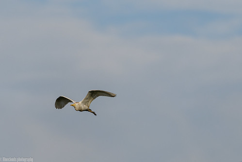 egret birds inflight cattle unilag lagos nikon 200500 d850