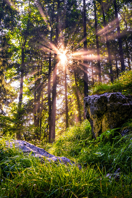 Sunrays in Forest