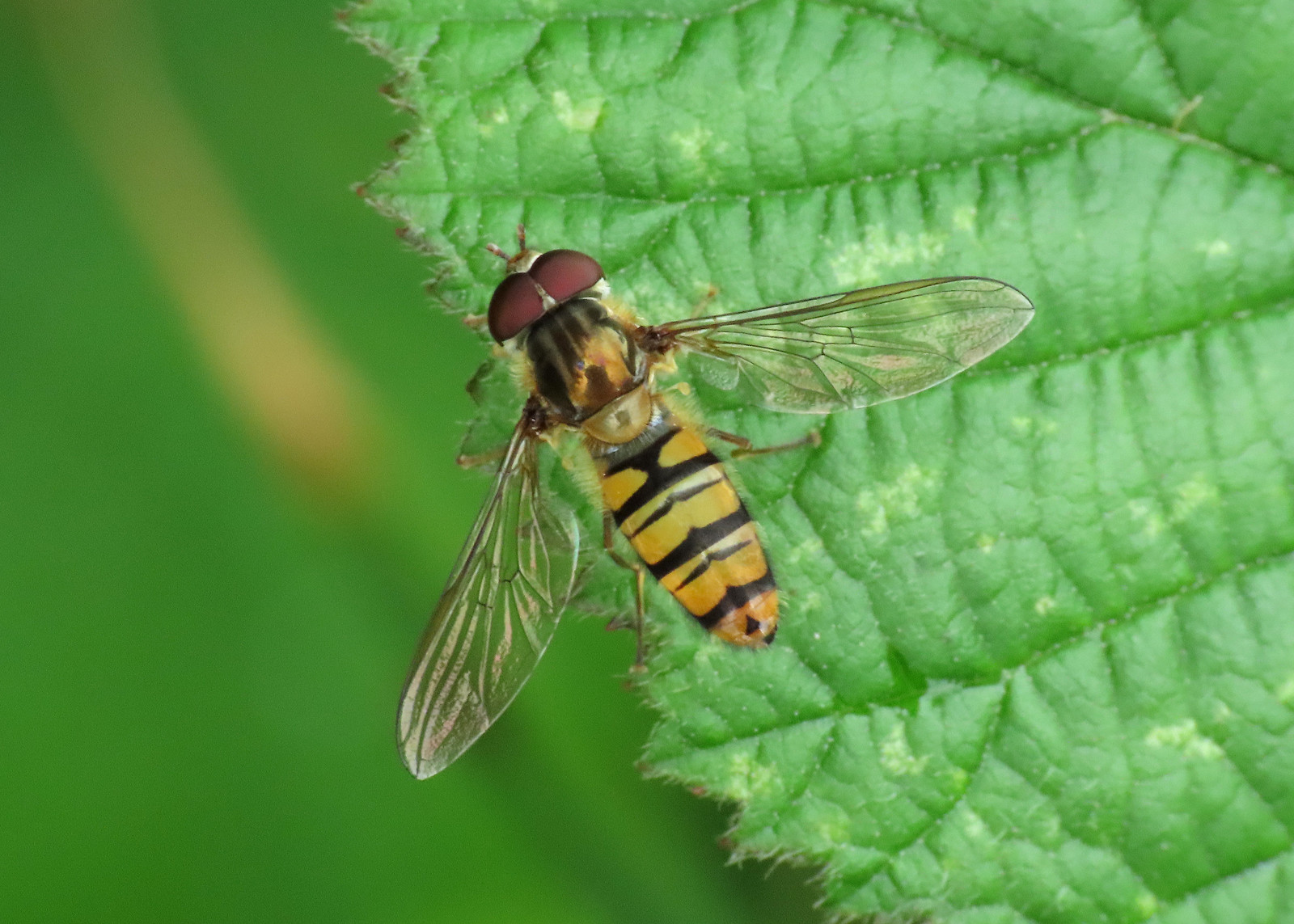 Marmalade Hoverfly - Episyrphus balteatus
