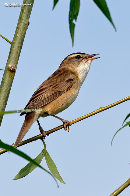 Sedge Warbler, Acrocephalus schoenobaenus.