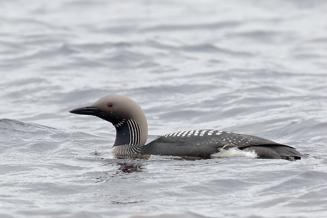 Black-throated Loon or Diver (Gavia arctica) #3