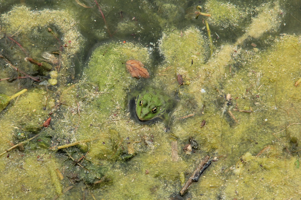 Lake Ohrid frog