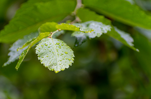 Green Leaf Raindrops..