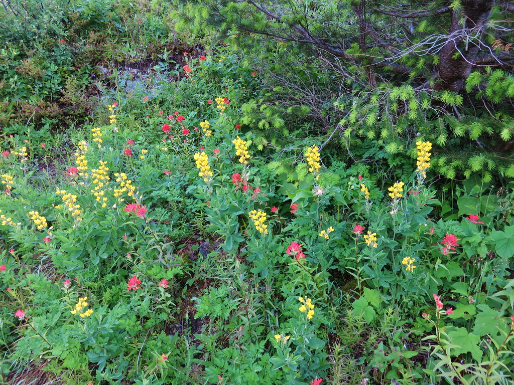 Wildflowers along the Grouse Vista Trail
