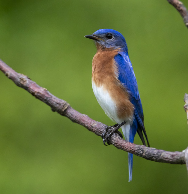 Eastern Blue Bird male