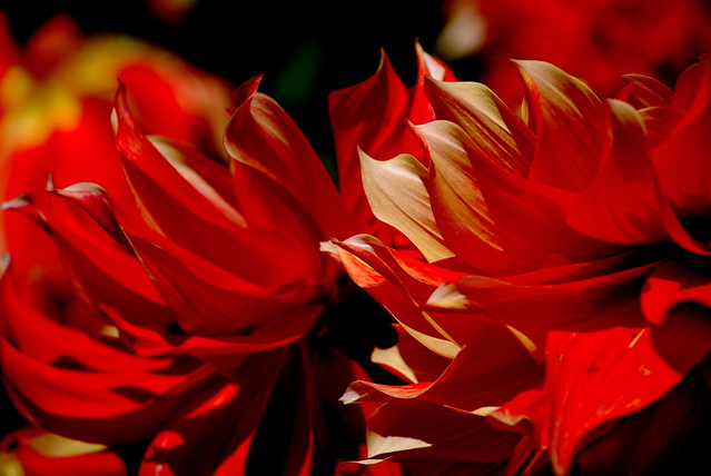 LIKE A FIRE.....BEAUTIFUL FLOW OF COLOR.....THESE DAHLIAS ARE VERY DRAMATIC....(BODASCIOUS)   SEEN AT FERNCLIFF GARDENS, MISSION,  BC.