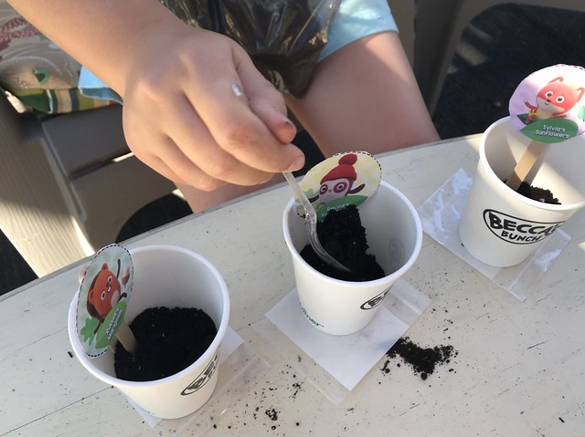plant seeds in labeled cups