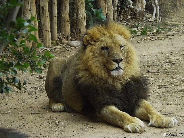 León africano
