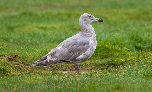 Young Glaucous-winged gull / Ungur heiðmáfur (Larus glaucescens)