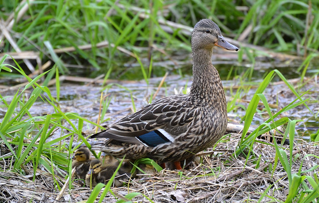 Mother Mallard And Her Ducklings