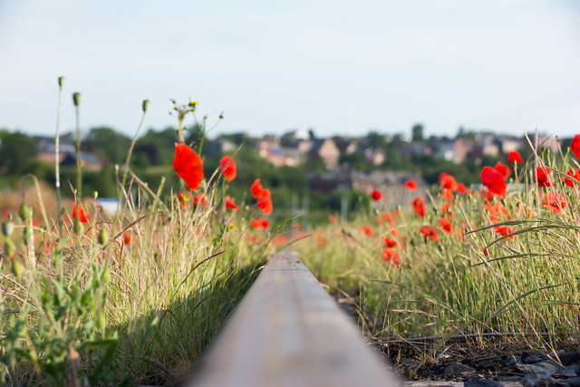 Poppies above the rail.