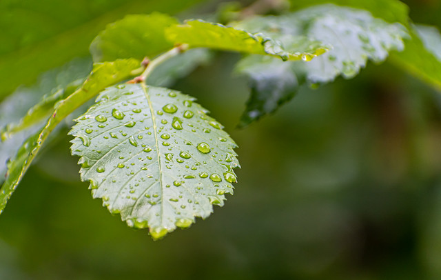 Green Leaf Raindrops