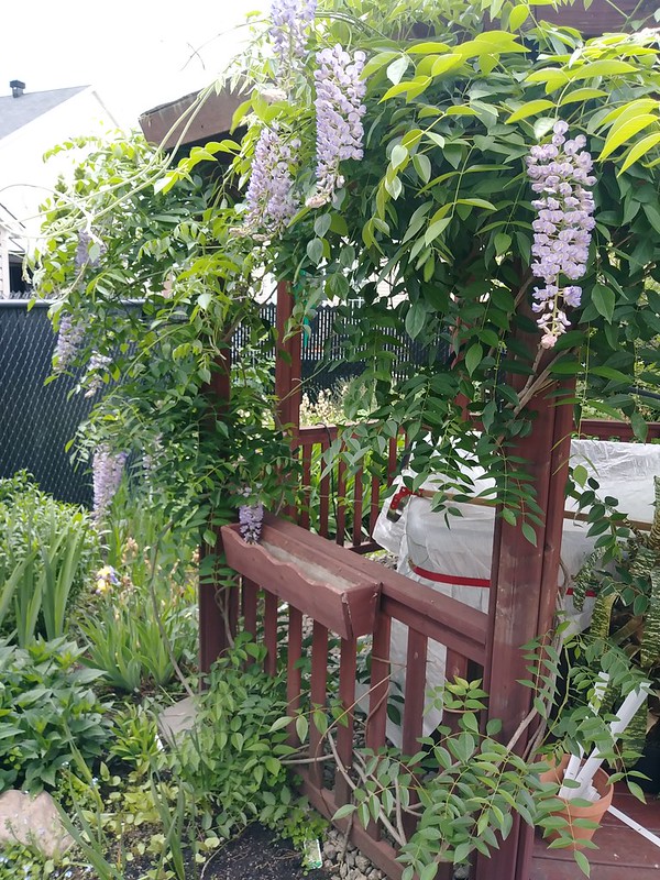 Mon petit jardin de banlieue (Lavandula 2019) - Page 12 48134811891_ab7e37708c_c