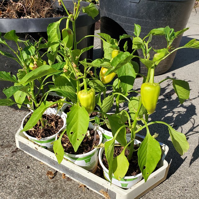 Gypsy Peppers