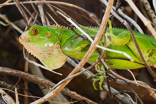 lagarto lizard