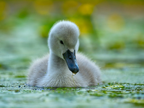 daisynook countrypark sammysbasin yellowwaterlilly waterlilly uk oldham failsworth manchester cygnet young swan muteswan lowpointofview black cygnusolor waterfowl bill whiteplumage droplet water