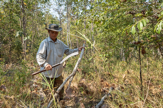 Emergence of a sustainable wood sector in Cambodia