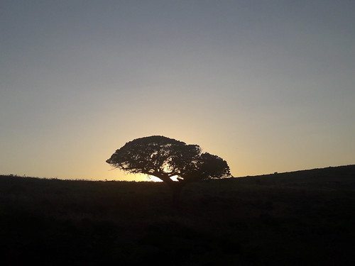 greece europe sunset tree koufonisi ελλαδα ευρωπη aegean αιγαιο δεντρο ηλιοβασιλεμα κουφονησι
