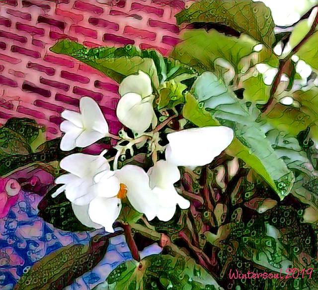 again, white begonias on the balcony...2019-06-27