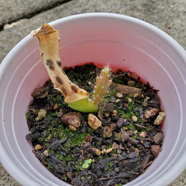 Gift plants from the 2019 Vallejo Garden Tour plant sale.