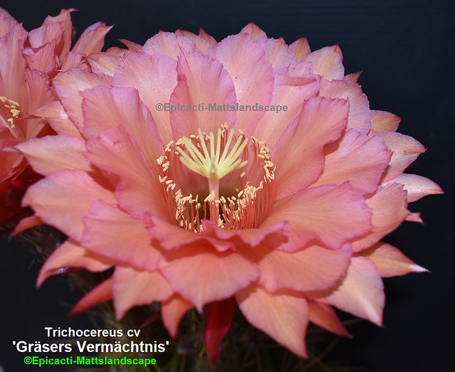 Trichocereus hybrid 'Grasers Vermachtnis' ( Bloom pic #2 )