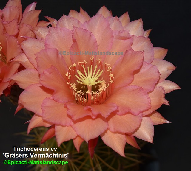 Trichocereus hybrid 'Grasers Vermachtnis' ( Bloom pic #1 )