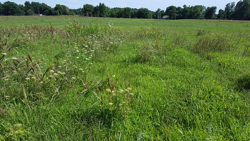 Field treated for Johnsongrass