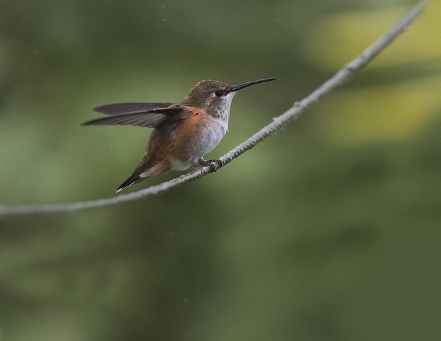 Rufous Hummingbird, perhaps
