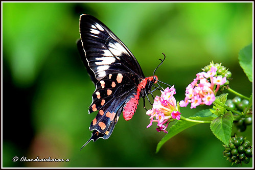crimsonrose butterfly insects india tamilnadu yelagiri hills canoneos6dmarkii tamronsp150600mmg2 lantana