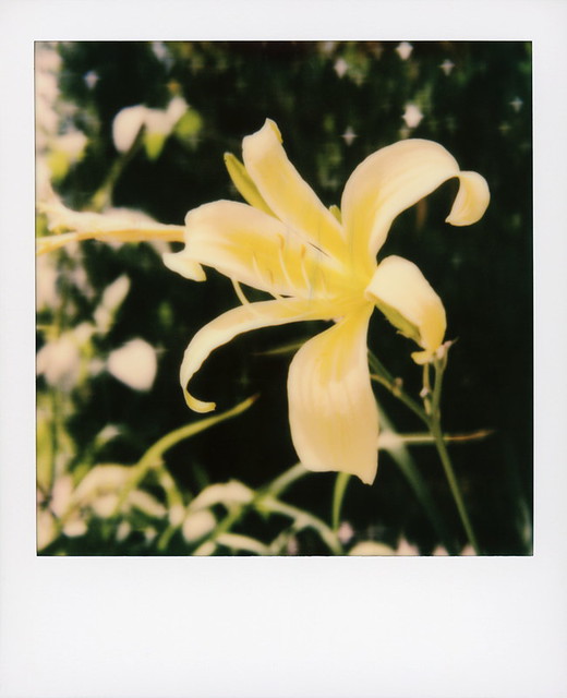 Hollywood Spring - Daylily