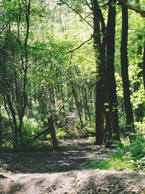 Woodland walk RAF Tilstock #trees #woodland #woods #treescape #path #walking #shropshire