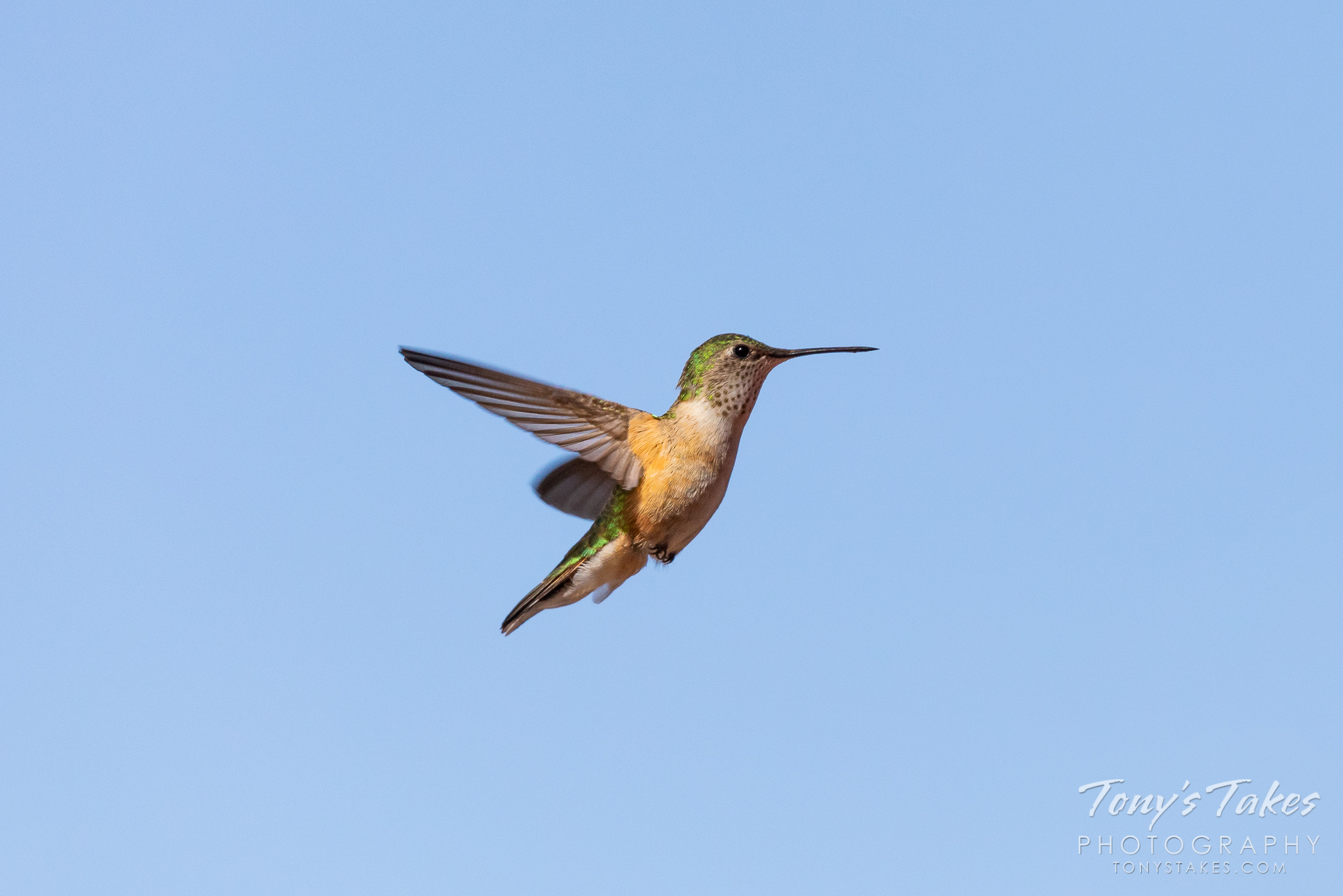 A hummingbird prepares to land at a feeder in the Colorado high country. (© Tony’s Takes)