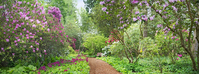 Primrose Path, The Glades Woodland Garden