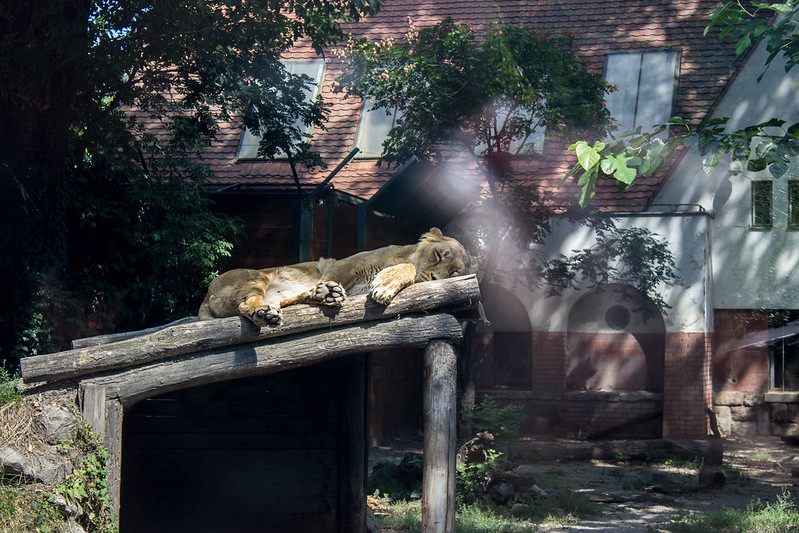 будапешт зоопарк лев