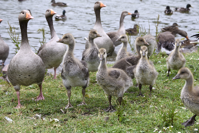 geese and goslings