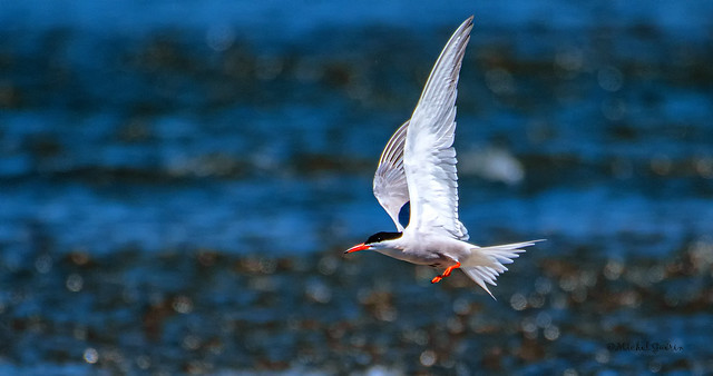 Sterne pierregarin - Common Tern - Sterna hirundo